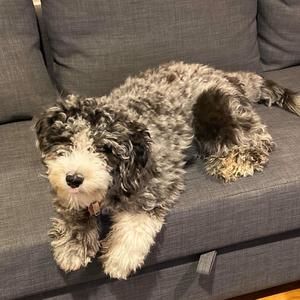 Meet your Posher, Nancy